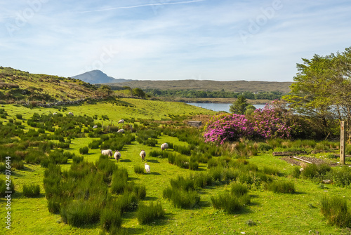 Irish rural landscape of Connemara , Ireland