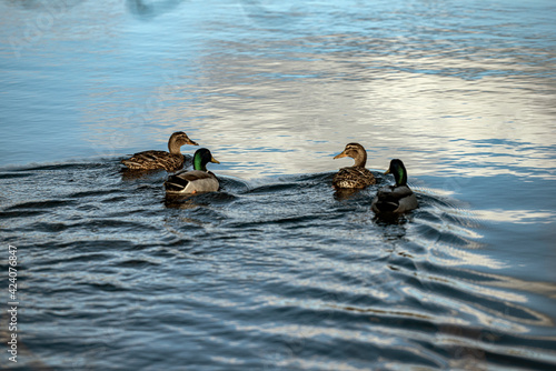 Canvas Print ducks on the lake, nacka, sweden, sverige, stockholm