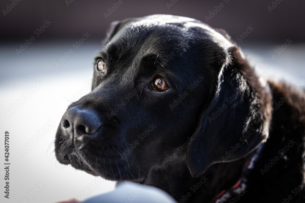 Black Lab face Black Lab face