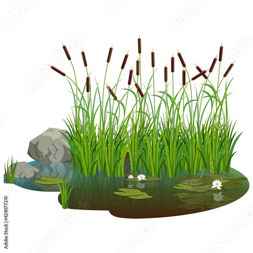 Attractive pond with bush reeds with water lily flowers and leaves on the water. Reeds stern and white water lily and stones aside, reflected in the lake water.