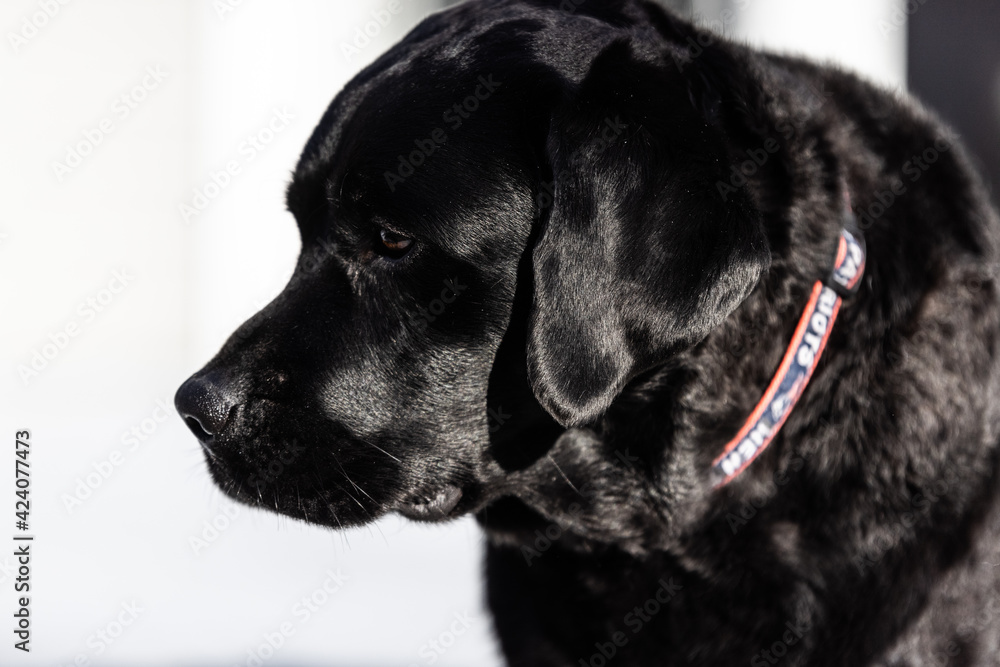 Fototapeta premium Black Lab face