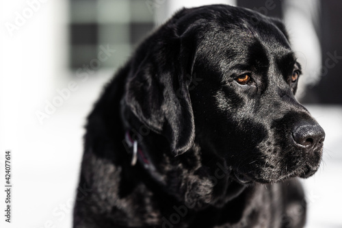 Wallpaper Mural Black Lab face Torontodigital.ca