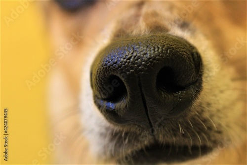 Close up of a dog's nose on a yellow background.