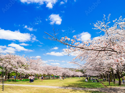 桜が咲く住宅地の公園