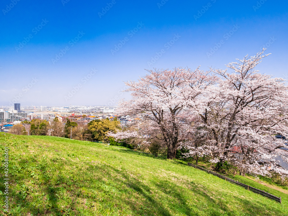 桜が咲く丘と住宅街