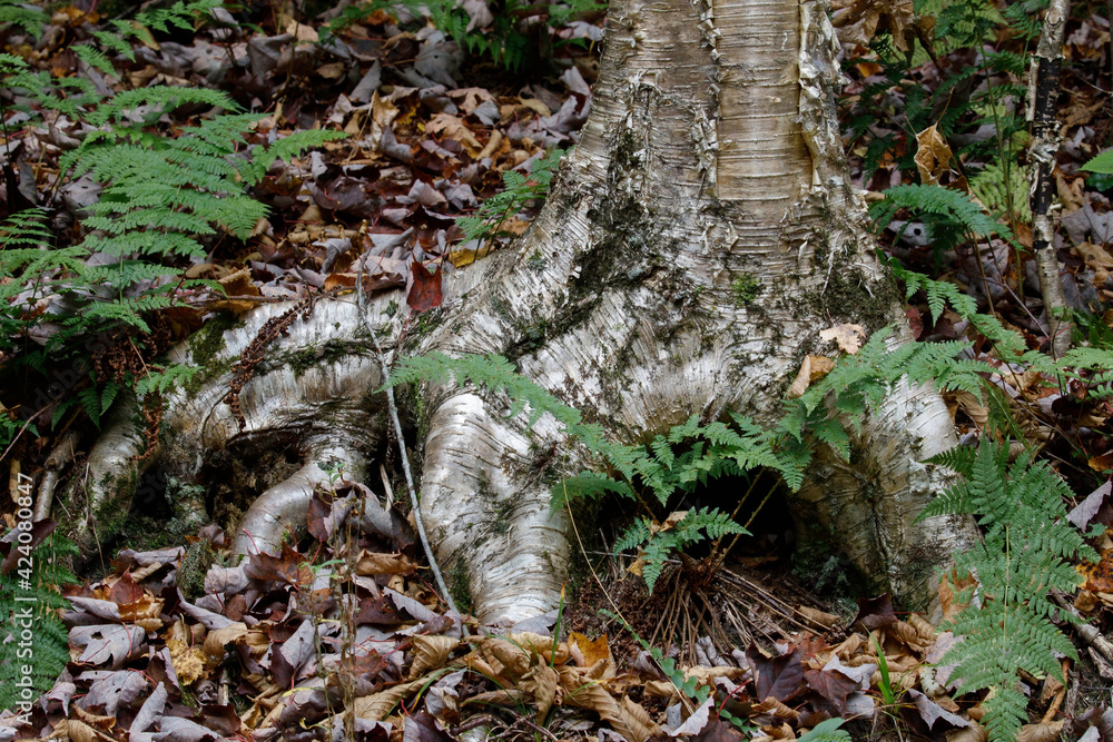 Obraz premium yellow birch roots