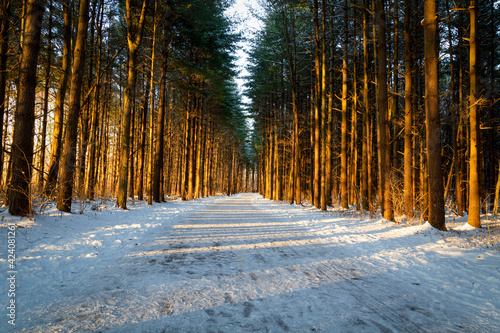 Winter Trail at Tall Pines
