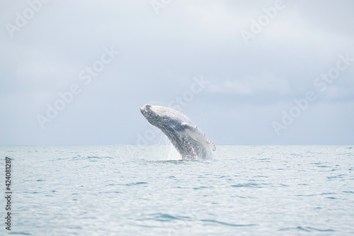 whale jumping in costa rica 