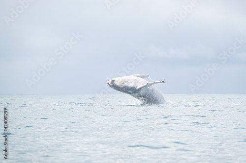 whale jumping in costa rica 