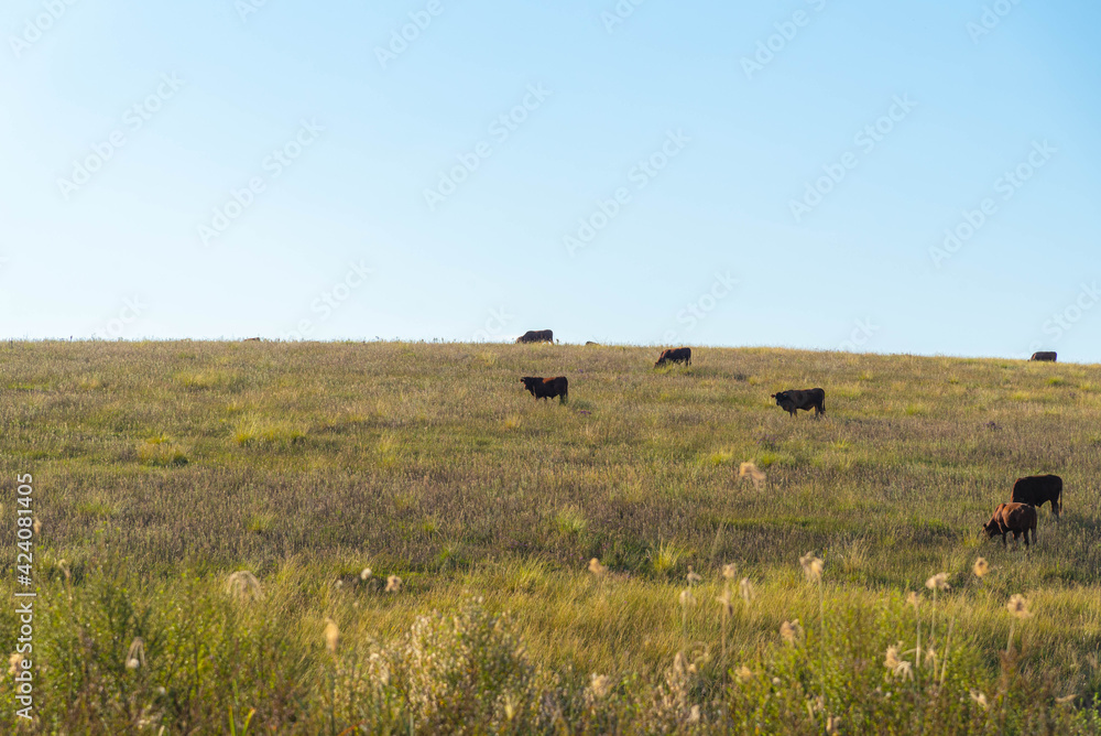 Cows feeding in pasture fields