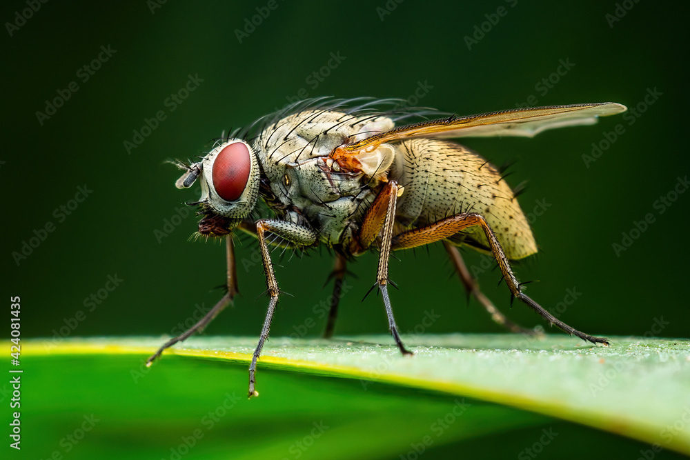 Exotic Drosophila Fly Diptera Parasite Insect Macro Stock Photo | Adobe ...