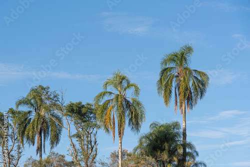 Jeriv   palm  Syagrus romanzoffiana  and the blue horizon in the background