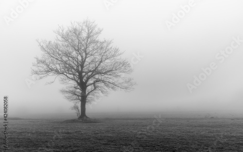 tree in fog