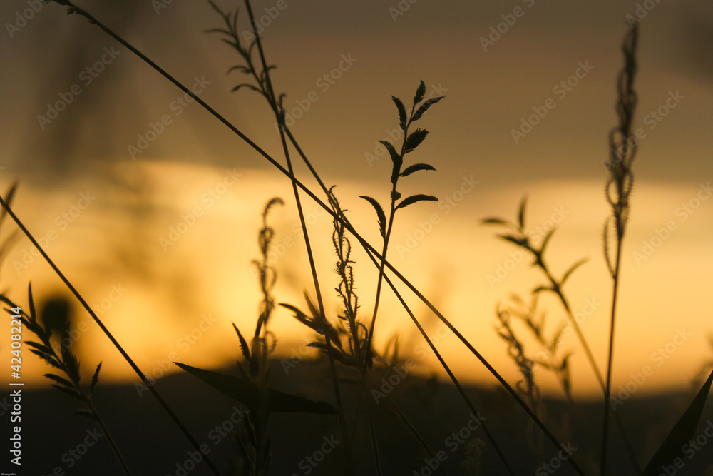 vegetación en el atardecer 