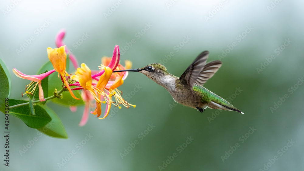 Fototapeta premium ruby-throated hummingbird in flight