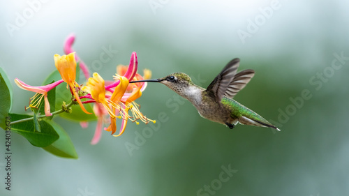 Obraz na płótnie ruby-throated hummingbird in flight