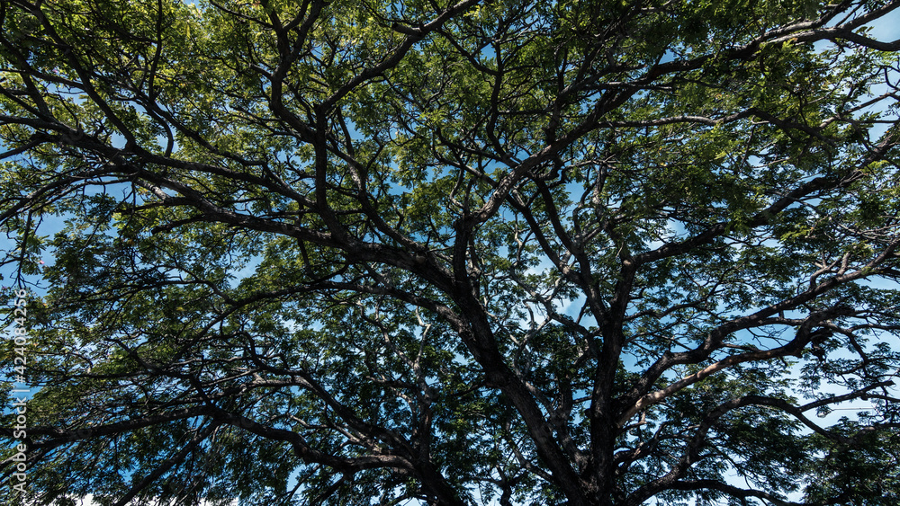 Fototapeta premium Green Trees Background