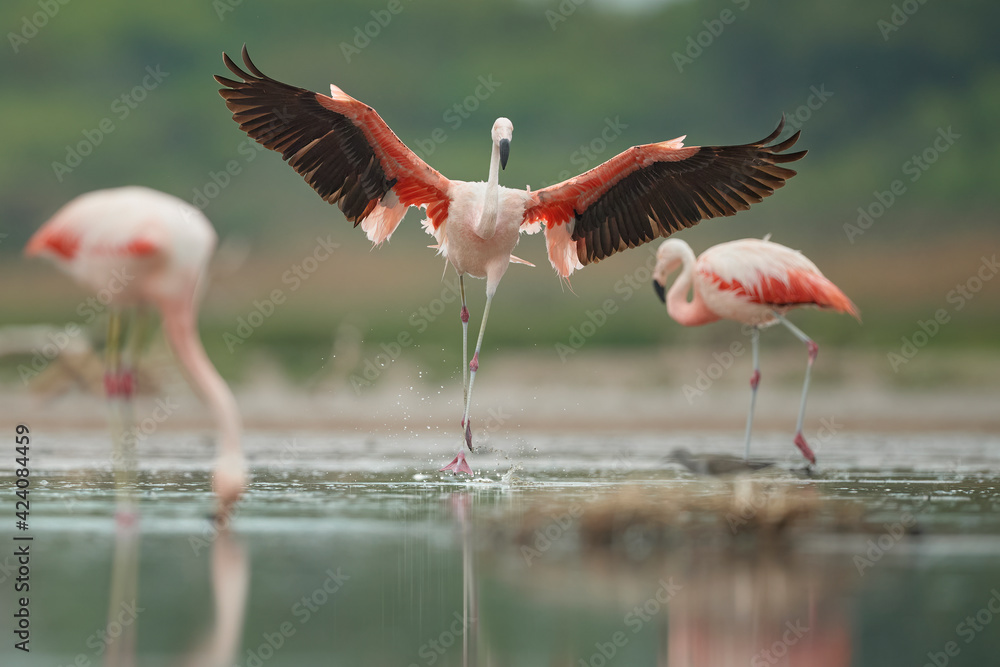 Fototapeta premium Flamencos Austral bajo la lluvia