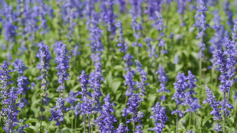 Panning shot of Salvia Flower Panning shot of Salvia Flower