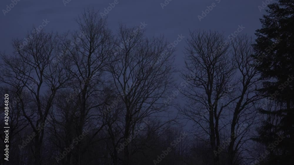 The strong wind swings the branches of the trees before the night. The dusk hour stormy weather landscape with bare trees scene. The naked tree branches swaying in the windy nightfall time. The strong wind swings the branches of the trees before the night. The dusk hour stormy weather landscape with bare trees scene. The naked tree branches swaying in the windy nightfall time.