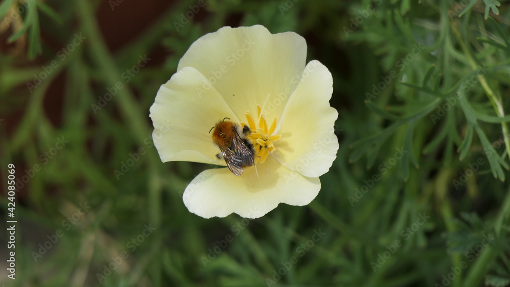 Bees and Wild Flowers in a garden UK Bees and Wild Flowers in a garden UK