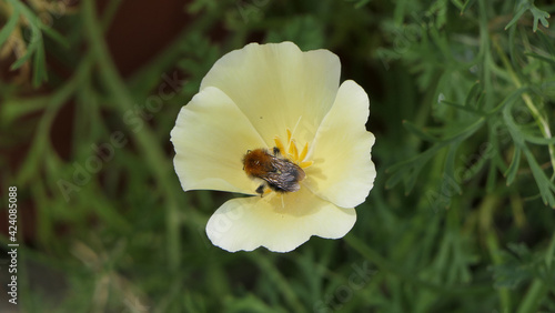 Bees and Wild Flowers in a garden UK