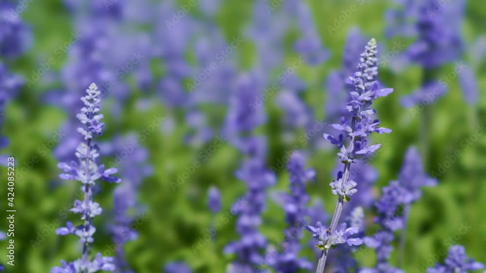 Salvia Flower in windy day Salvia Flower in windy day
