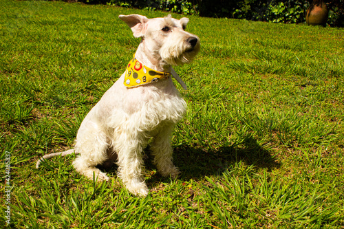 Schnauzer, perro, animal, tierno, mascota, blanco, schnauzer, cachorro, cuca, canino, altiplano, oeste, césped, pelaje, mamífero, engendrar, retrato, adorable, miniatura, mascota, perro, domestica, pu