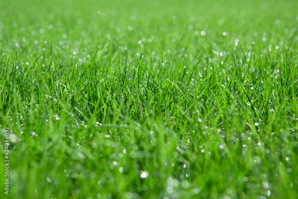 Background of a green grass. Green grass with drop of water from a field Background of a green grass. Green grass with drop of water from a field