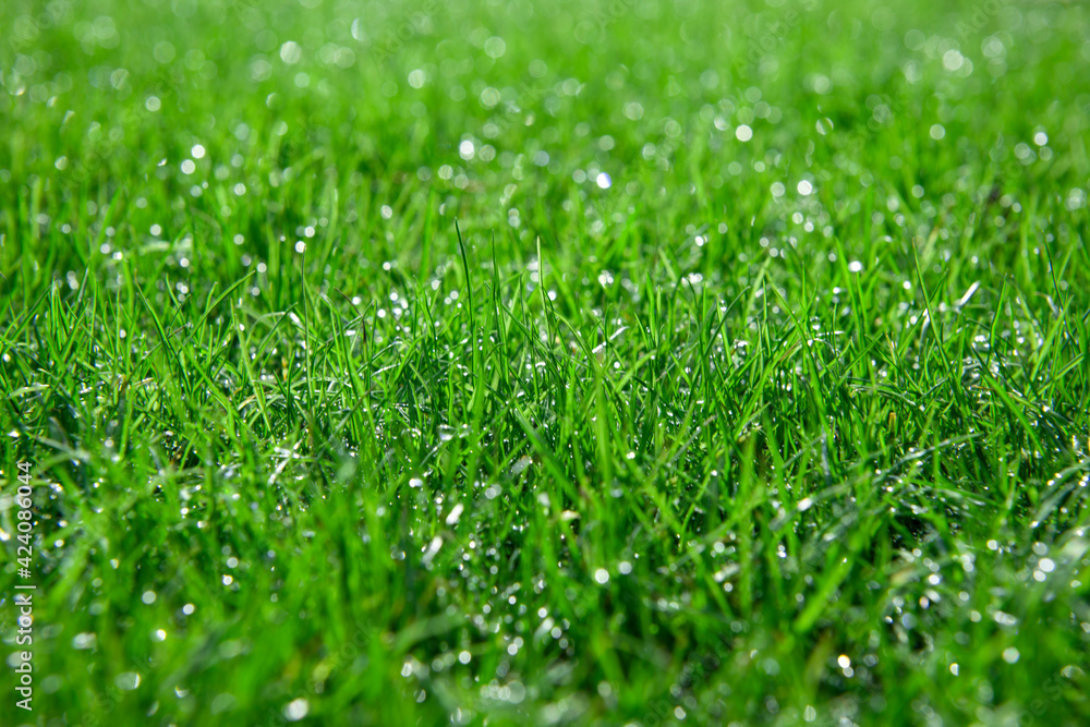 Background of a green grass. Green grass with drop of water from a field Background of a green grass. Green grass with drop of water from a field