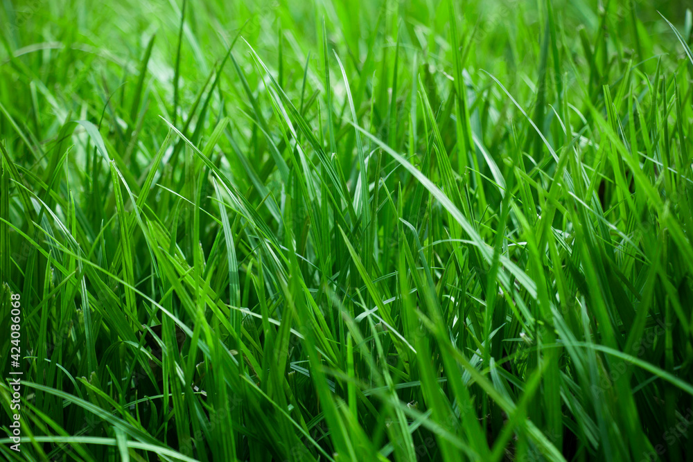 Background of a green grass. Green grass texture from a field Background of a green grass. Green grass texture from a field