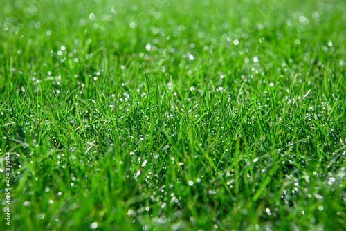 Background of a green grass. Green grass with drop of water from a field