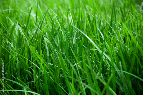 Background of a green grass. Green grass texture from a field