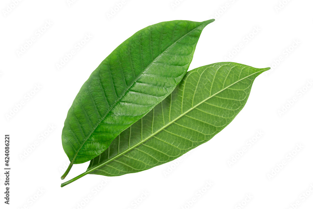 Green leaf isolated on white background. Green leaf isolated on white background.