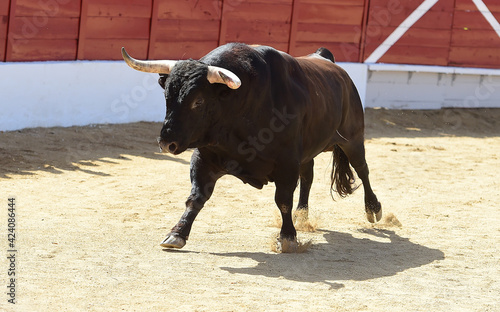 toro bravo español con grandes cuernos en un espectaculo de toreo