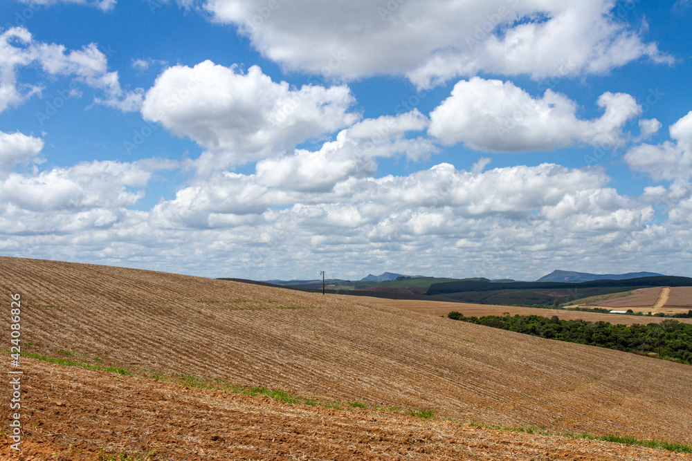 soy plantation with blue sky and white clouds