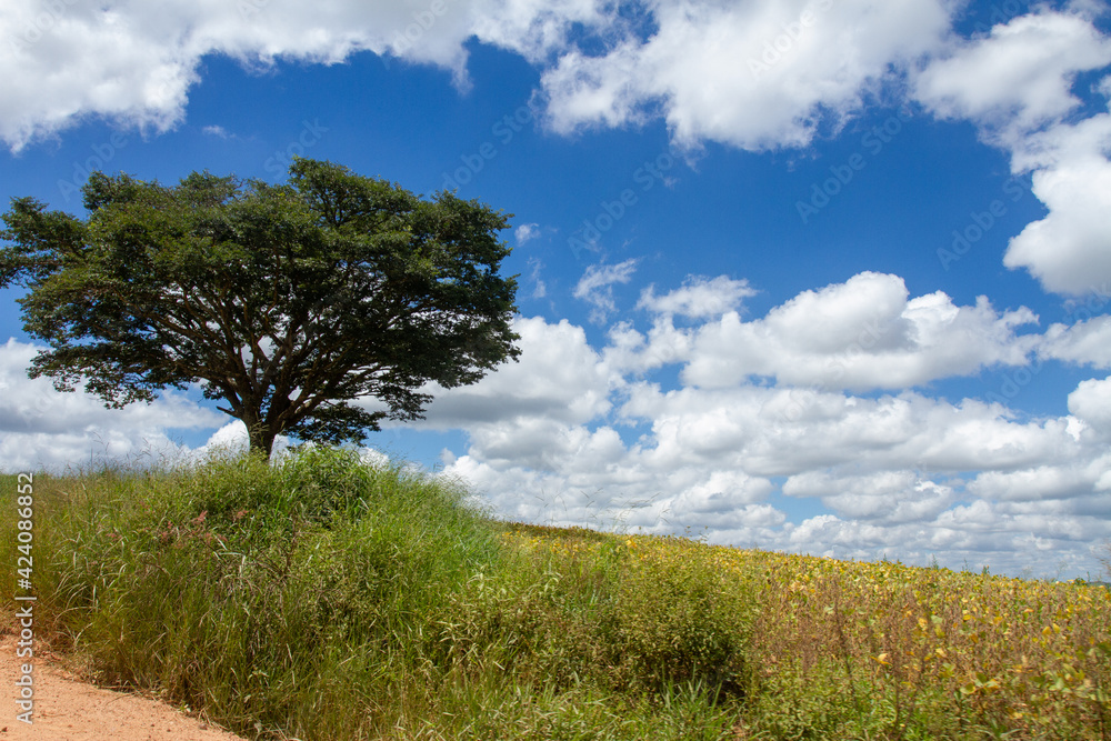 lonely tree with blue sky in the background lonely tree with blue sky in the background