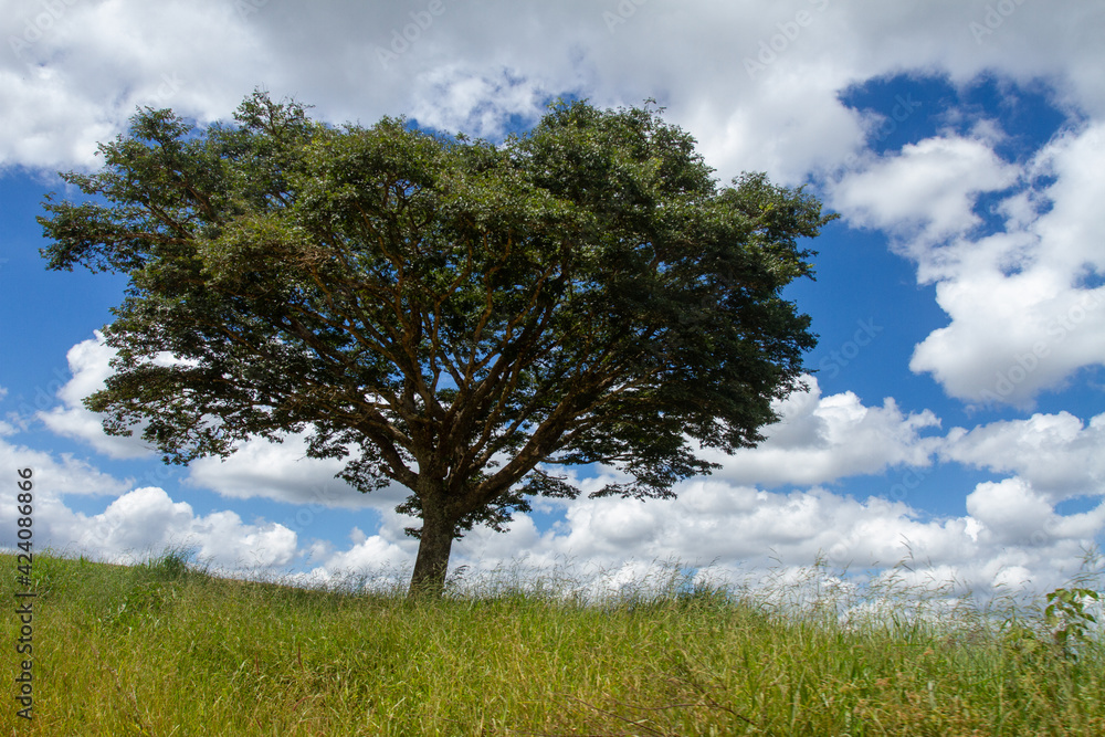 lonely tree with blue sky in the background lonely tree with blue sky in the background