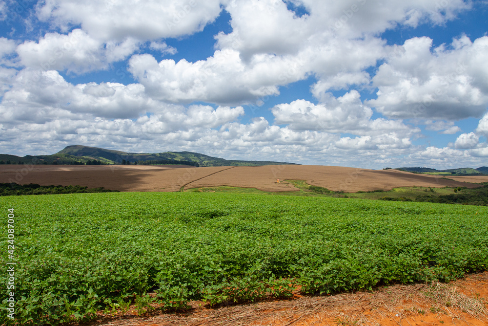 soy plantation with blue sky and white clouds soy plantation with blue sky and white clouds