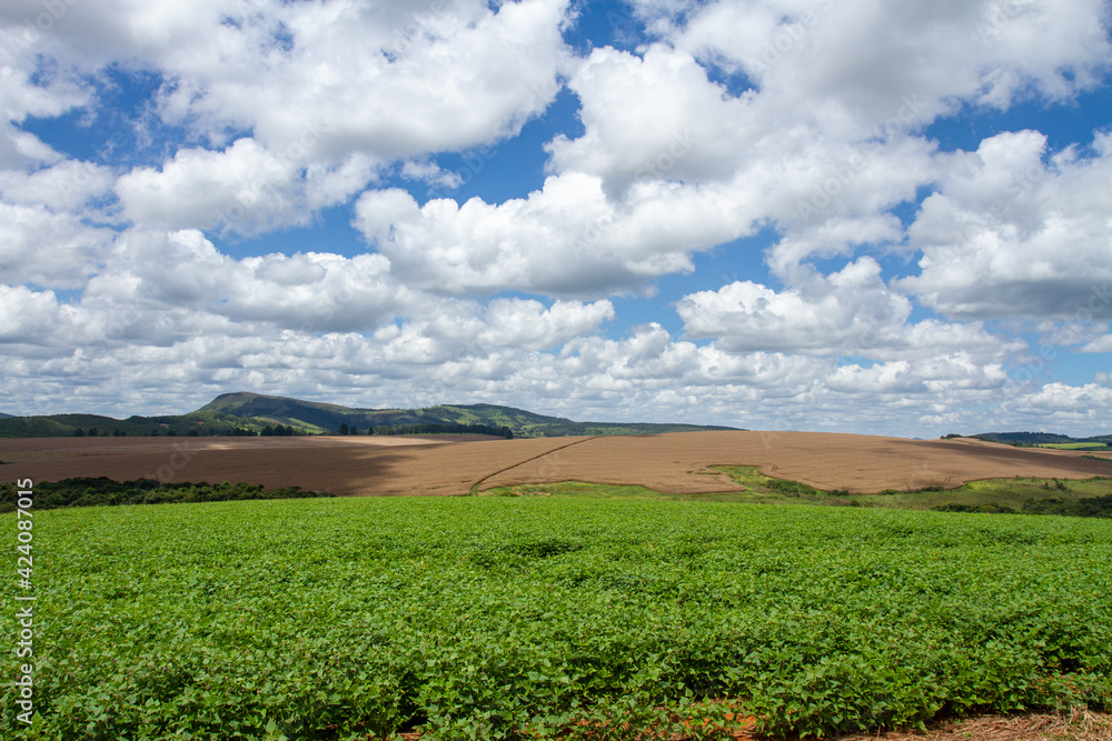 soy plantation with blue sky and white clouds