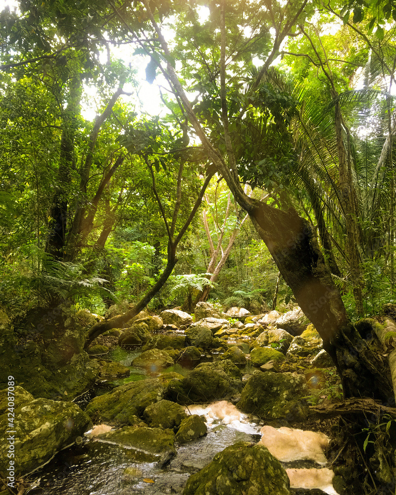 river in the forest river in the forest