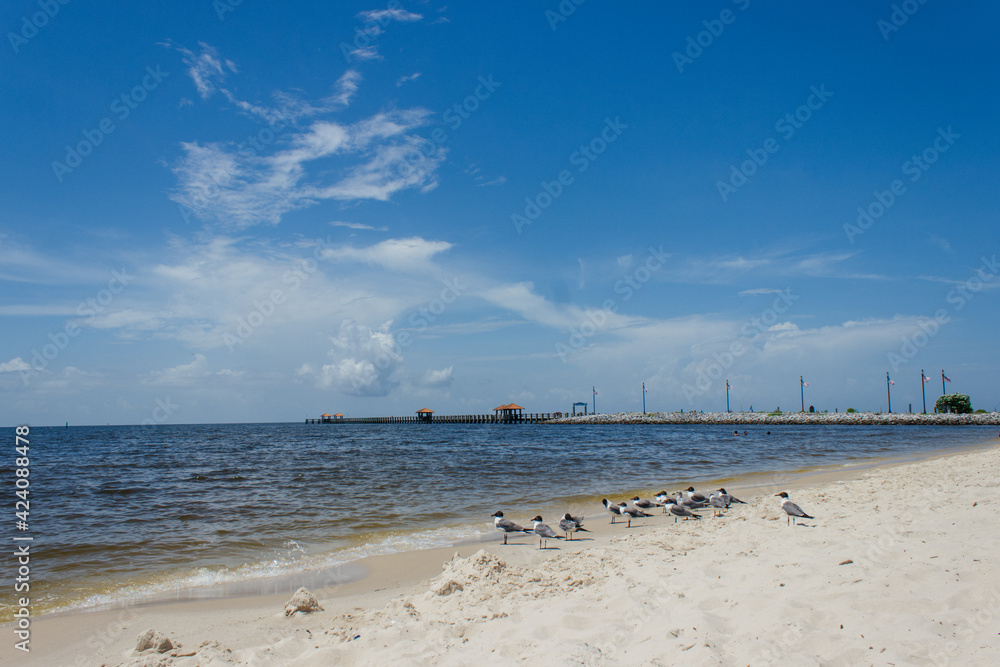 Summer background. Seagulls stand on white sand on the beach by the ocean