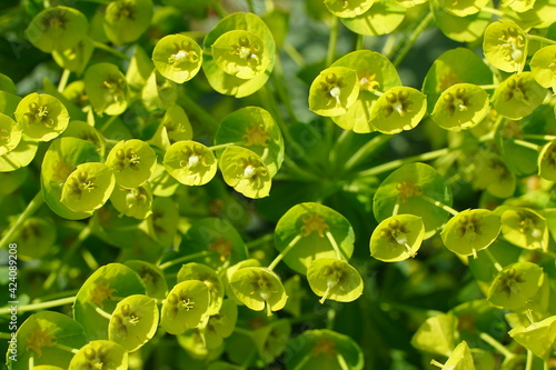 Euphorbia characias, the Mediterranean spurge. Albanian spurge, is a species of flowering plant in the family Euphorbiaceae typical of the Mediterranean vegetation. 