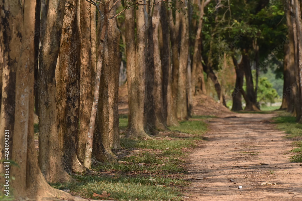 Good atmosphere around the nature path in the countryside with big trees on the side of the road.