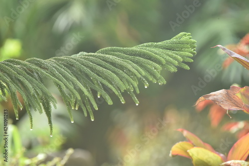 close up of a pine needles