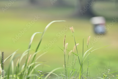 grass in spring