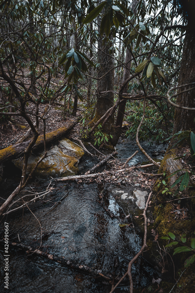 natural debris caught in a waterfall in the forest natural debris caught in a waterfall in the forest