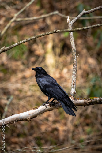 blackbird on a branch in the forest