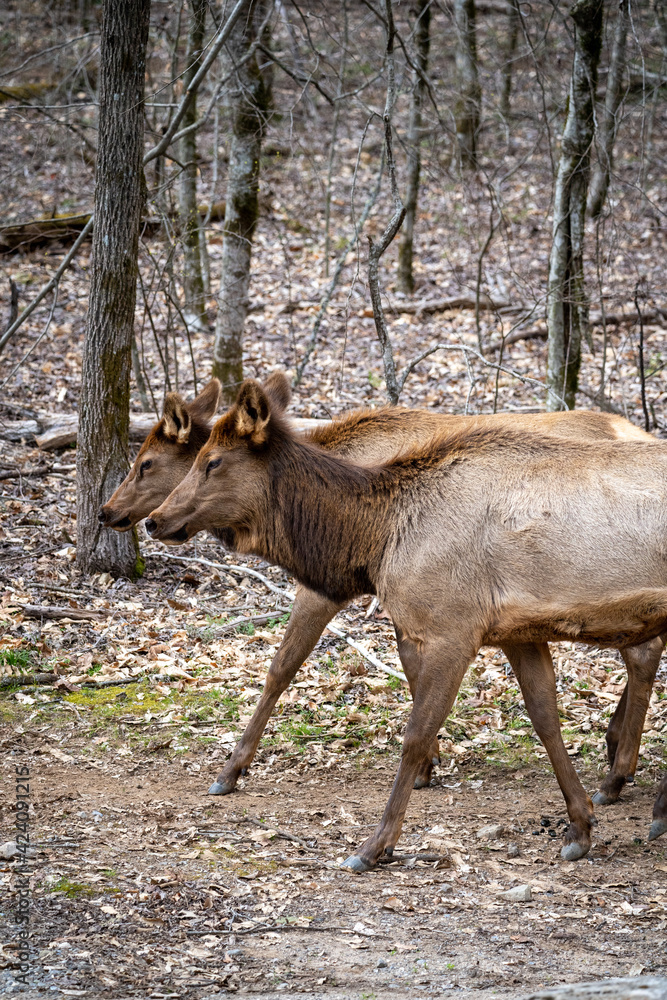 two manitoban elk walking through the woods two manitoban elk walking through the woods