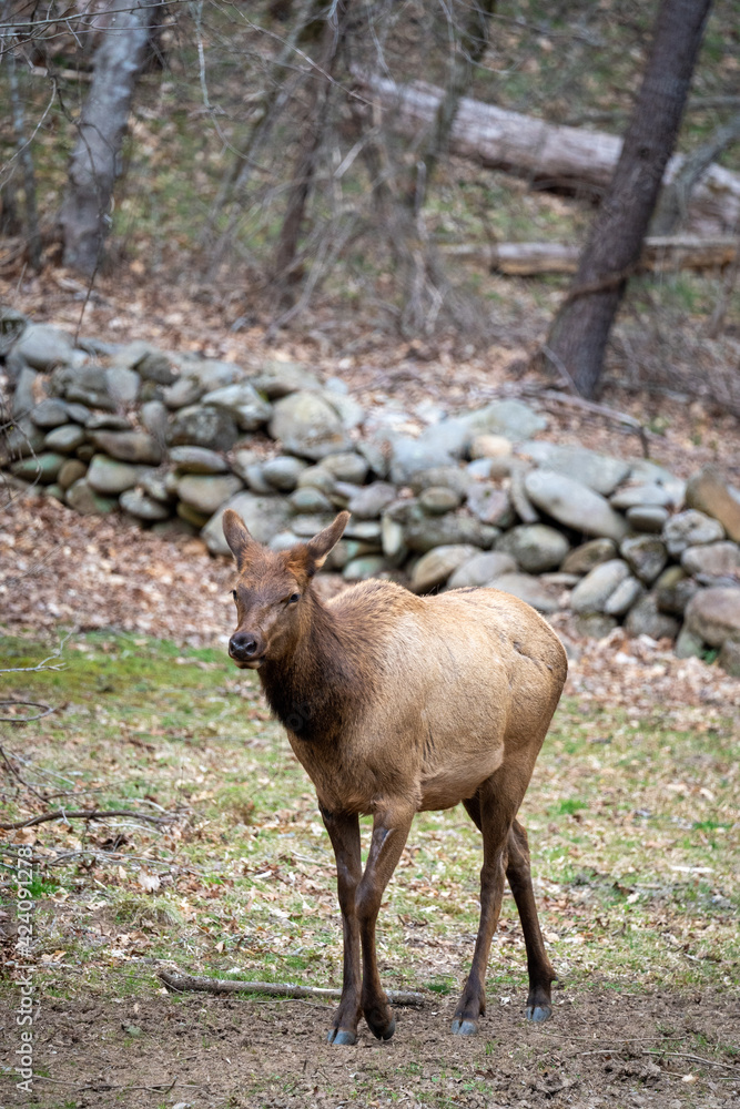 manitoban elk calf in front of a stone wall